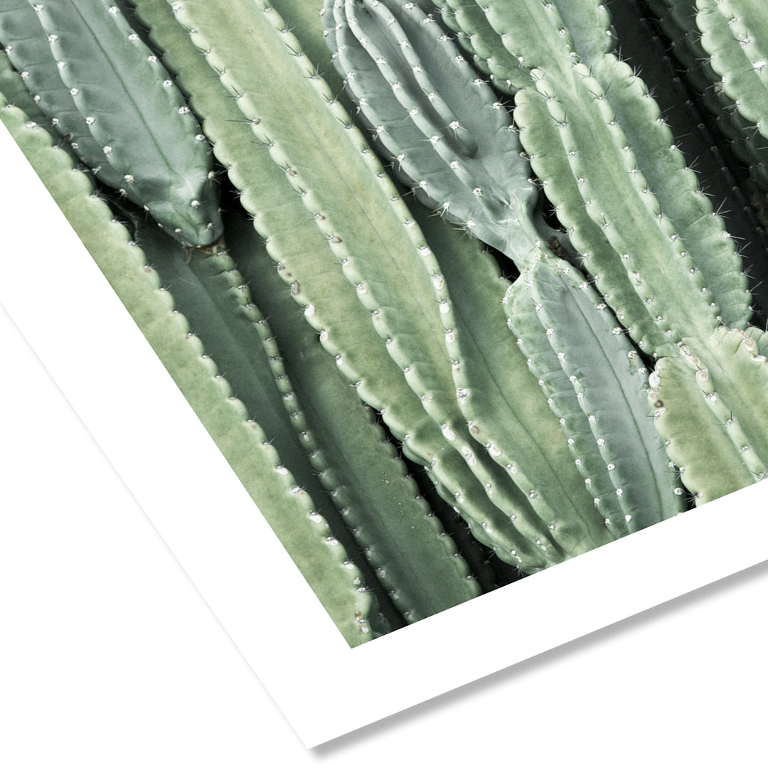 Cactus Wall Art Print