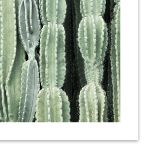 Cactus Wall Art Print