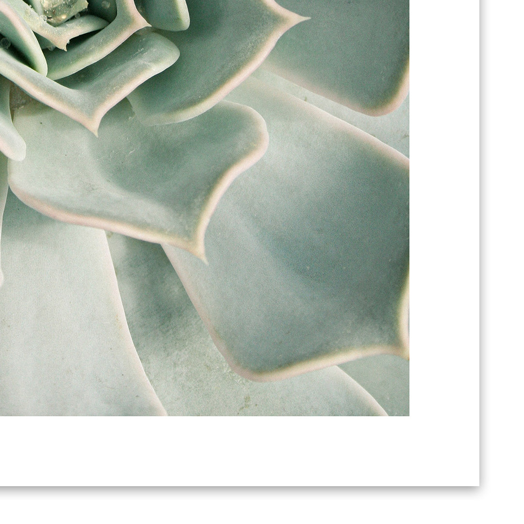 Succulent Wall Art Print