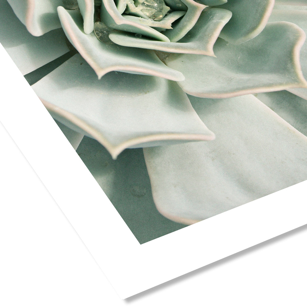 Succulent Wall Art Print