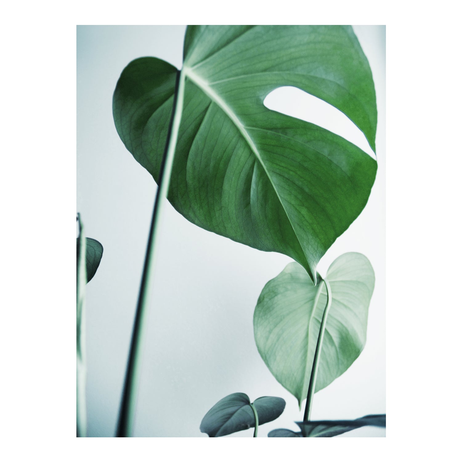 Monstera 2 Print