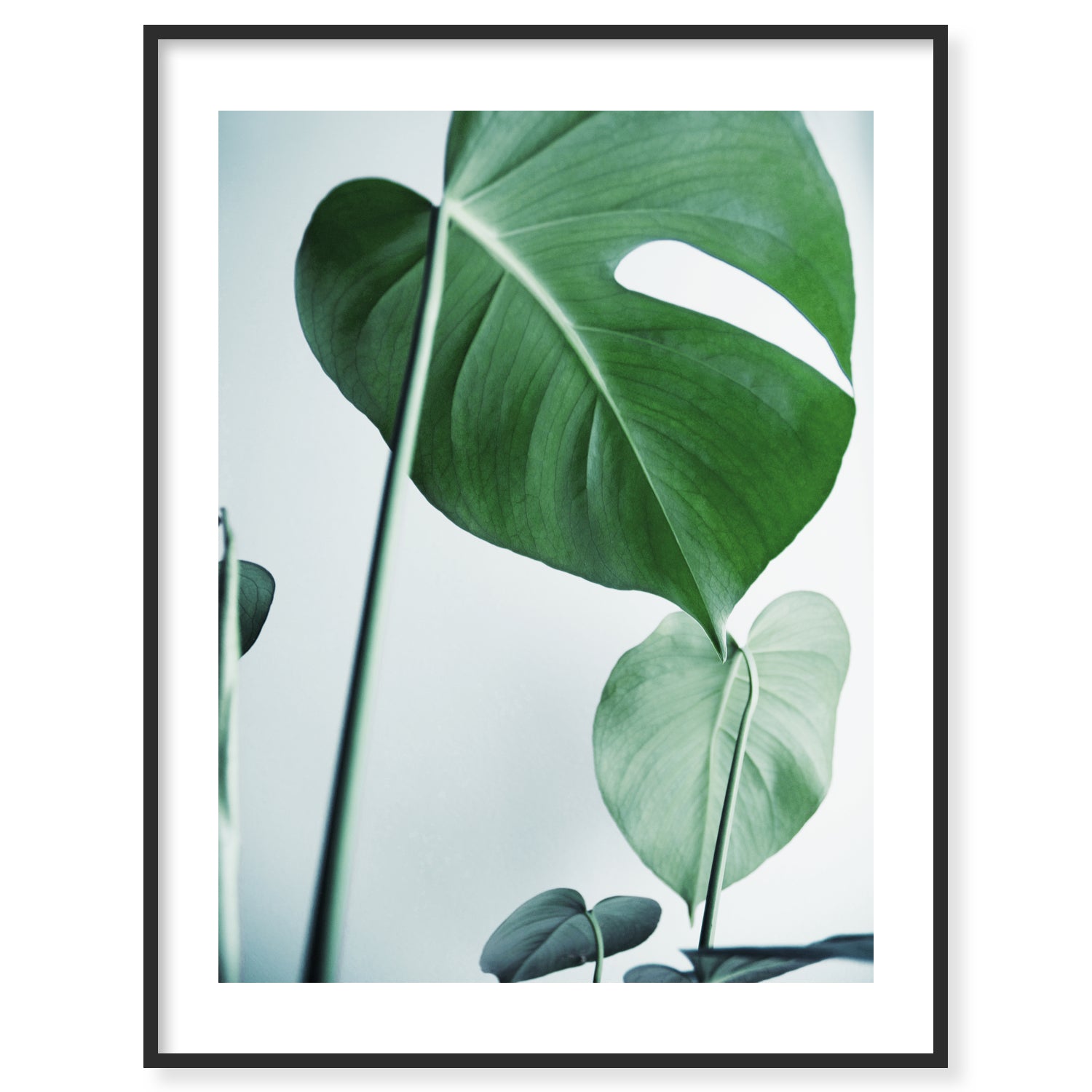 Monstera 2 Print