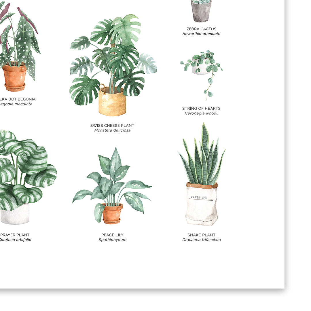 Houseplants Chart Wall Art Print