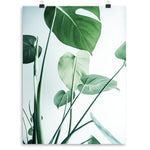 Monstera 1 Print