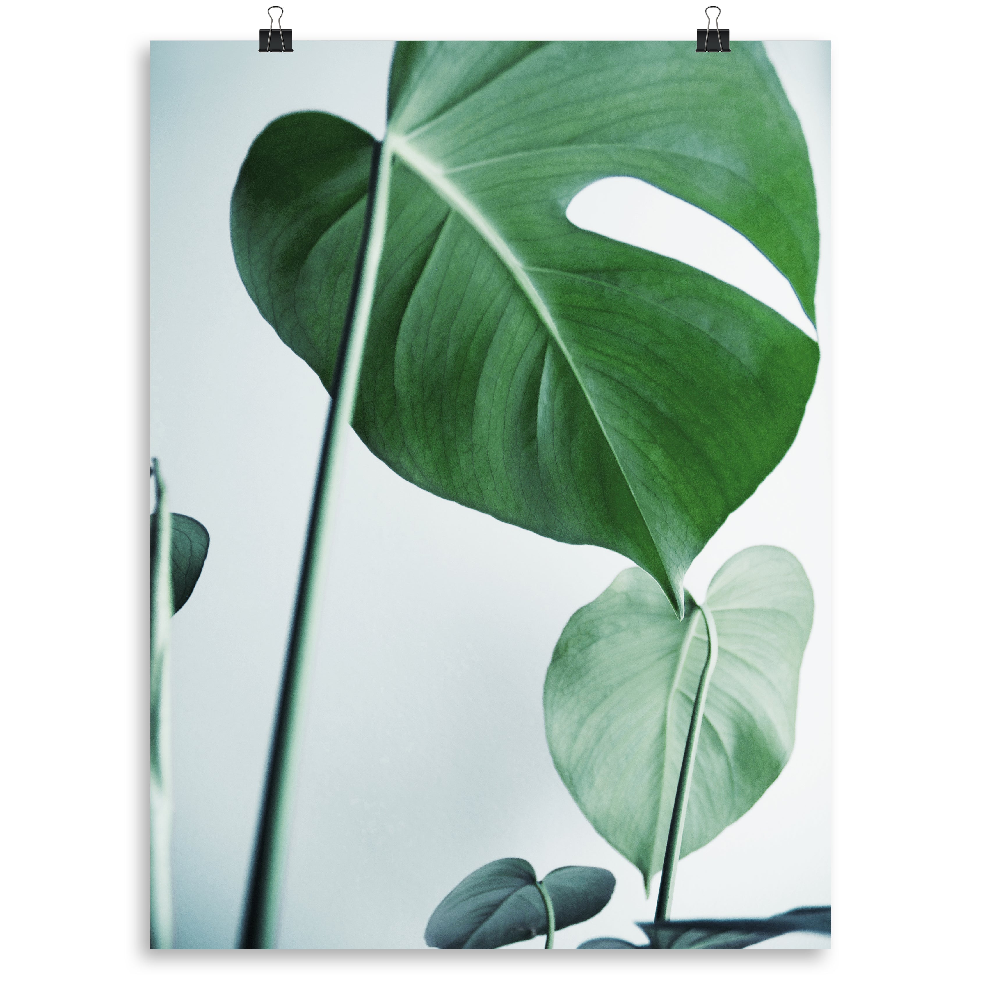 Monstera 2 Print