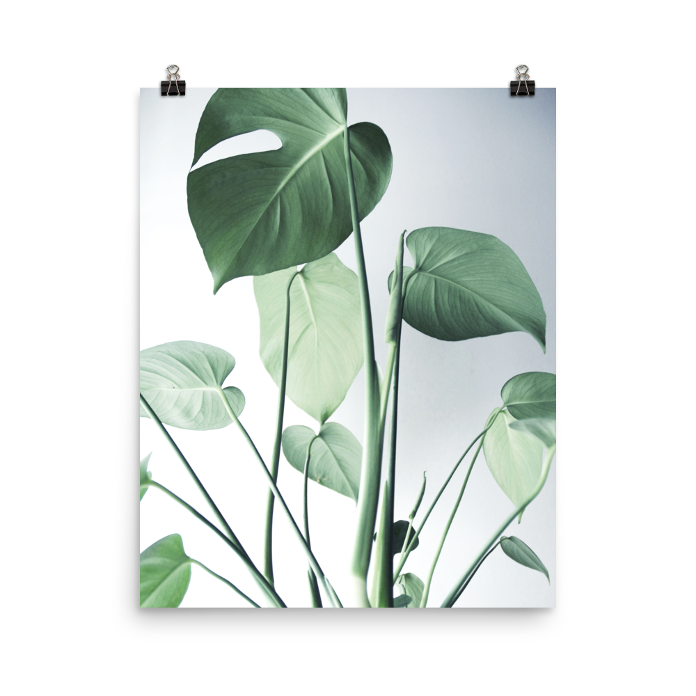 Young Monstera Art Print