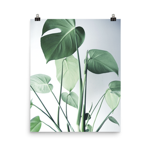 Young Monstera Art Print