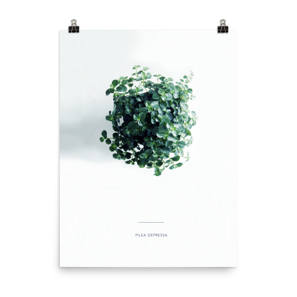 Pilea From Above Print