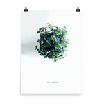 Pilea From Above Print