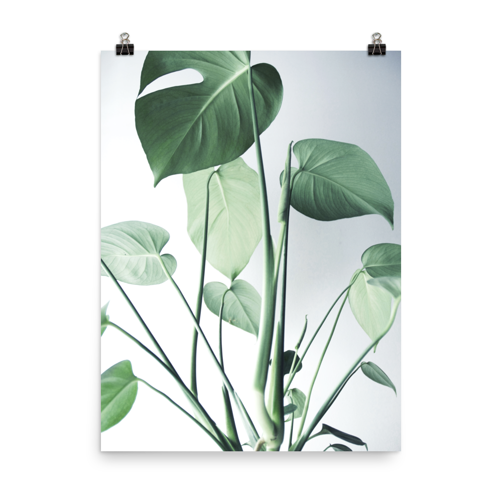 Young Monstera Art Print