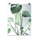 Young Monstera Art Print