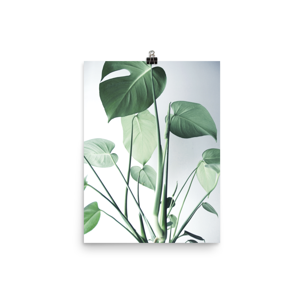 Young Monstera Art Print